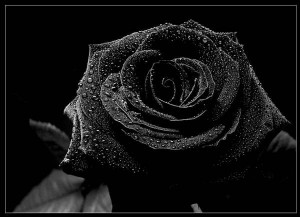 black-rose-becca-stevens-28391113-600-434